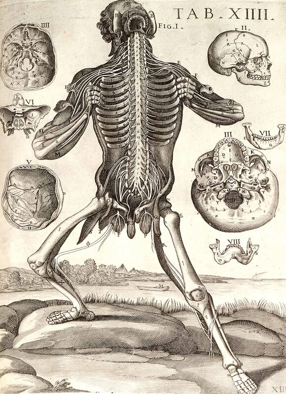 Anatomical illustration of human nervous system