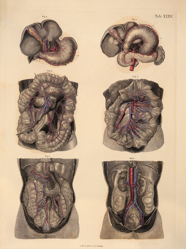 Anatomical illustration of human organs