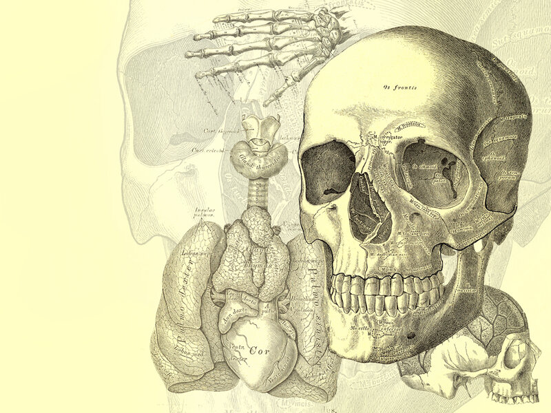 Anatomical illustration of human skull and organs