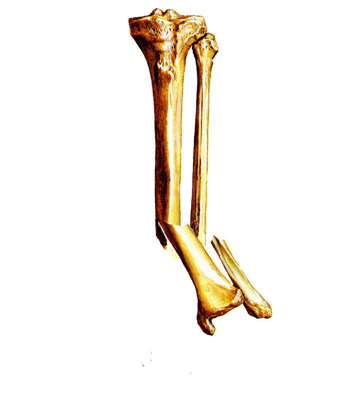 anatomical illustration of leg bones