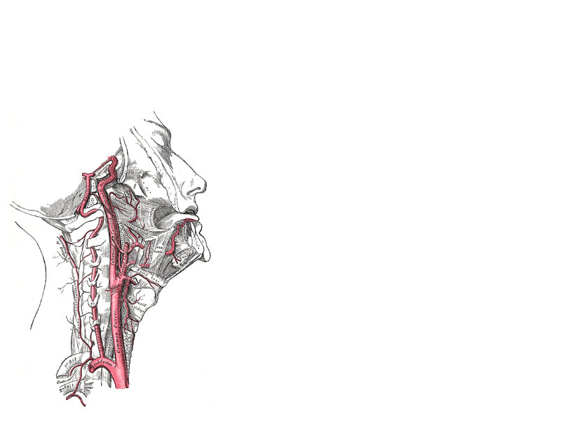 anatomical illustration of neck arteries