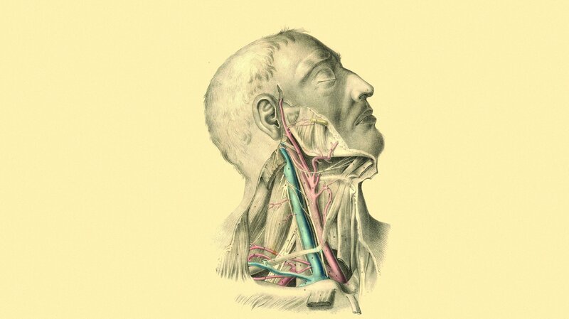 Anatomical illustration of neck