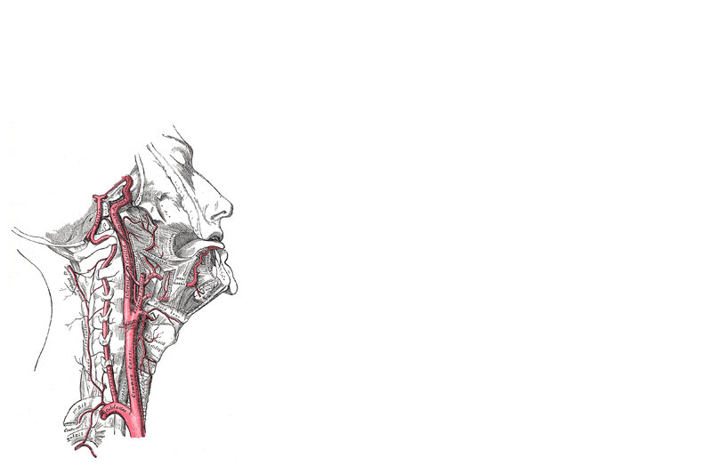 anatomical illustration of neck vessels