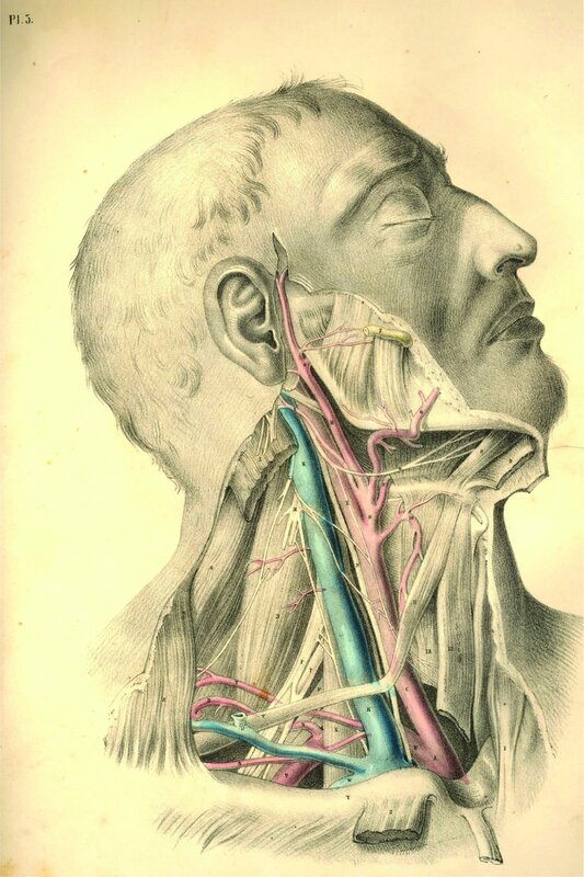 Anatomical illustration of neck vessels