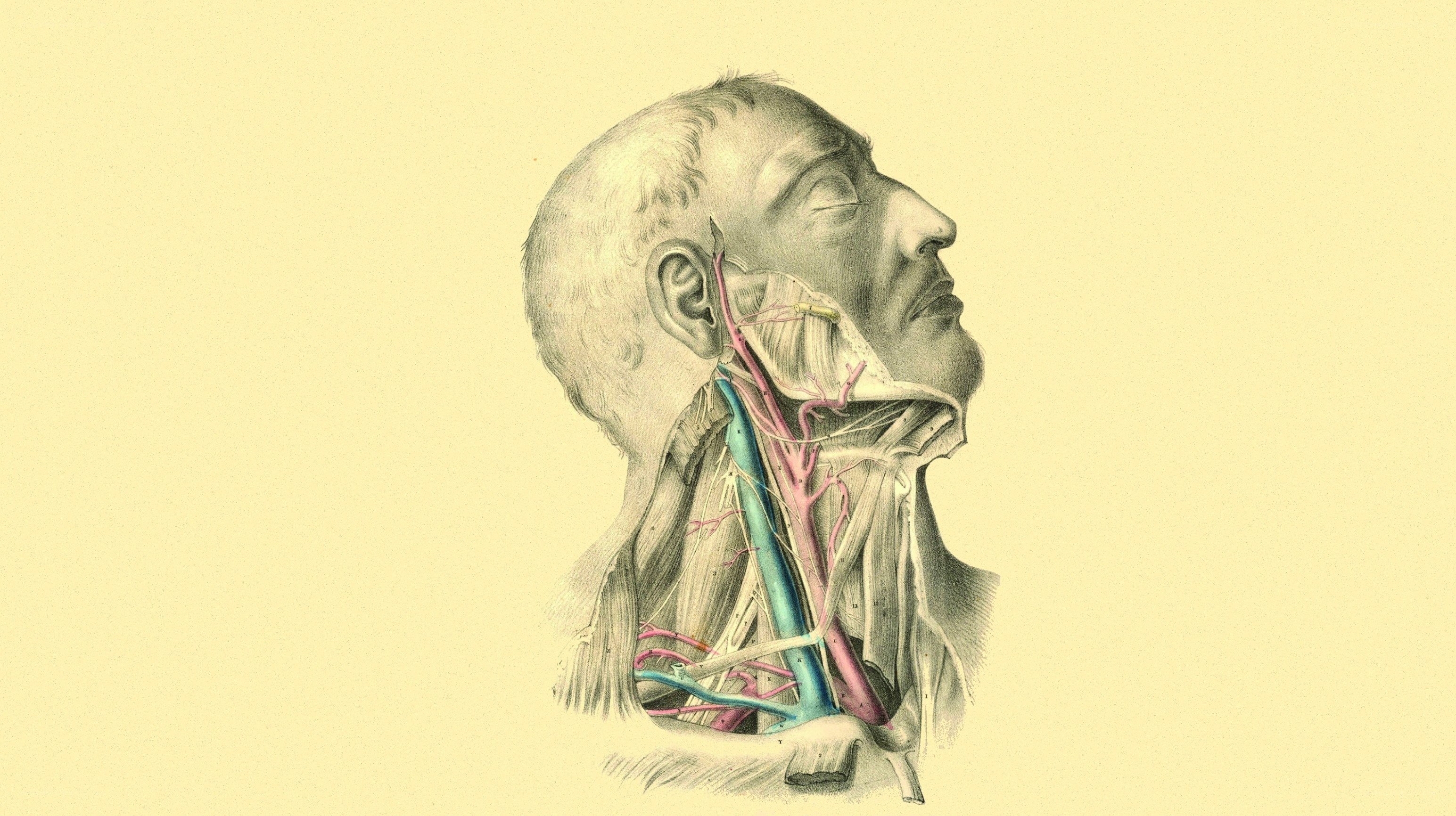 Anatomical illustration of neck
