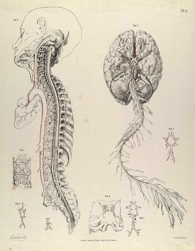 Anatomical illustration of nervous system
