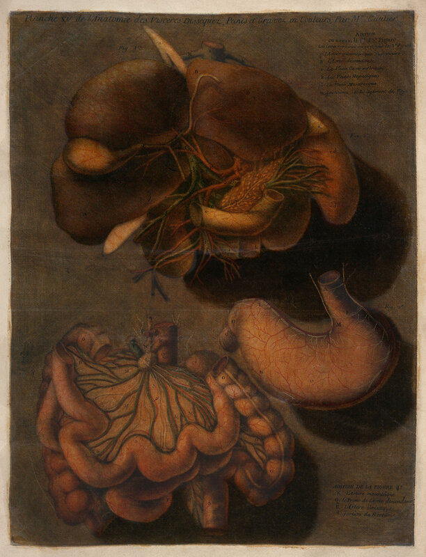Anatomical illustration of organs