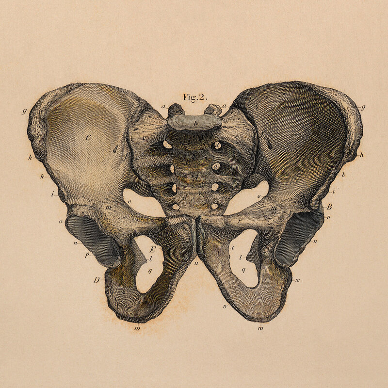 anatomical illustration of pelvis