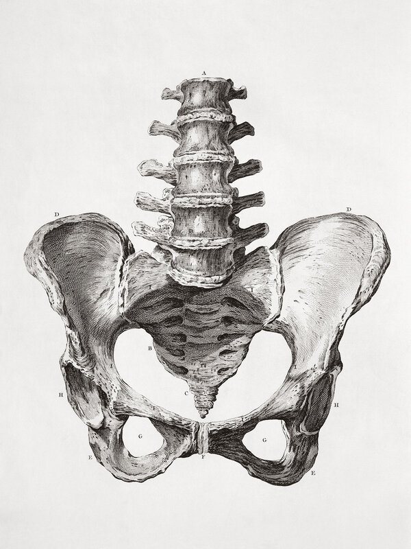 anatomical illustration of pelvis