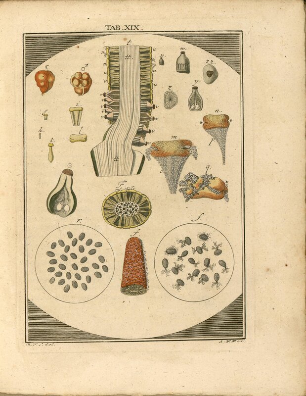Anatomical illustration of plant structures
