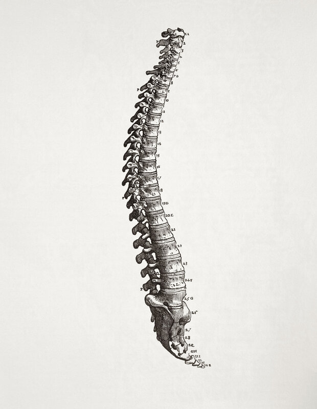 anatomical illustration of spine