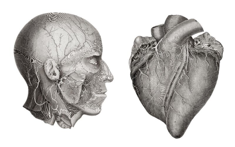 Anatomical illustrations of head and heart