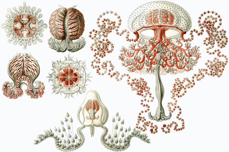 Anatomical illustrations of jellyfish