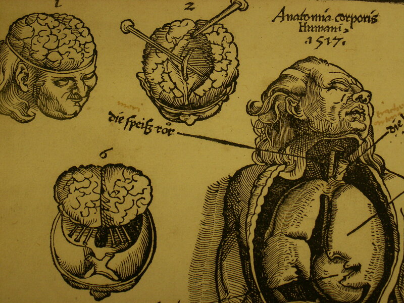 Anatomical illustrations of the brain
