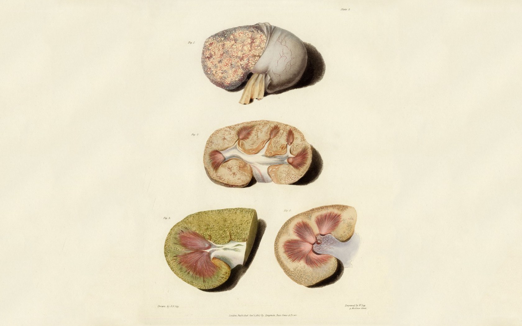 Anatomical kidney illustrations