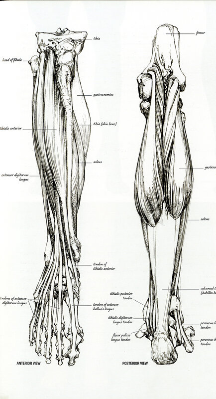 Anatomical leg muscles
