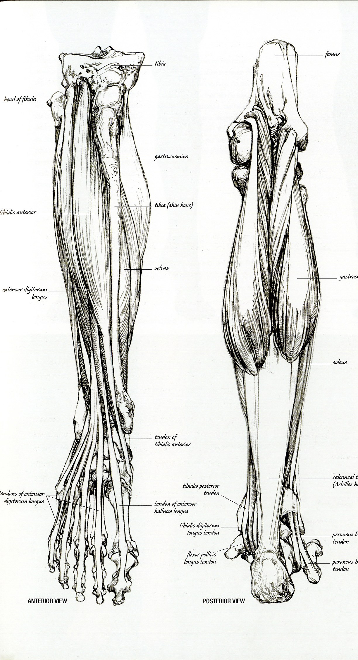 Anatomical leg muscles