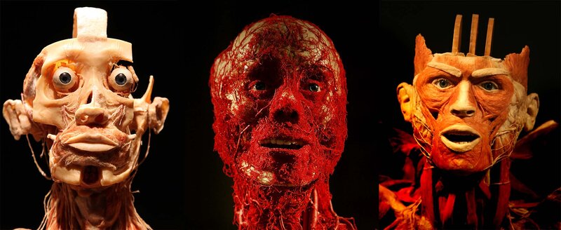 Anatomical models of human head
