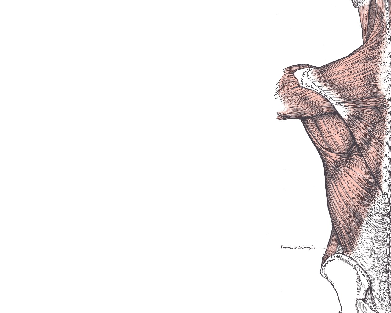anatomical muscle diagram