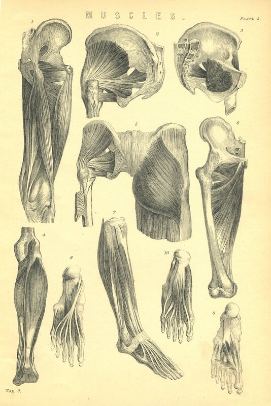 Anatomical Muscle Diagrams — Black