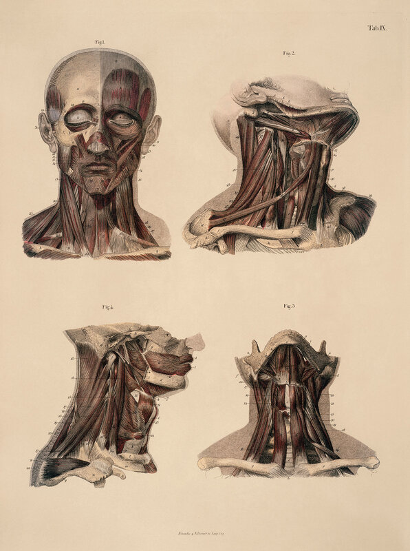 Anatomical muscle diagrams