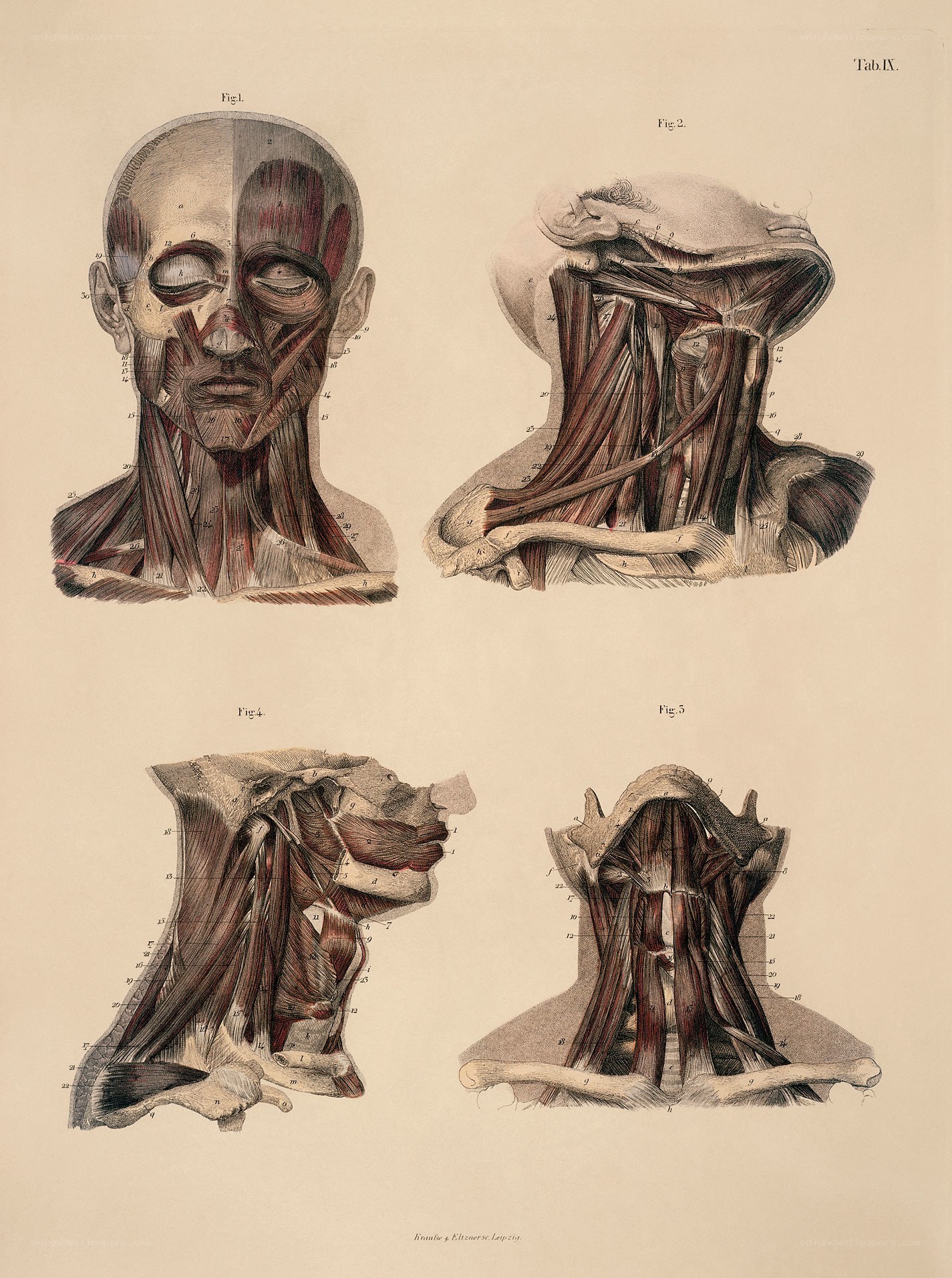 Anatomical muscle diagrams