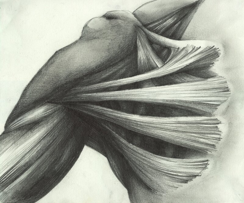 Anatomical Muscle Drawing