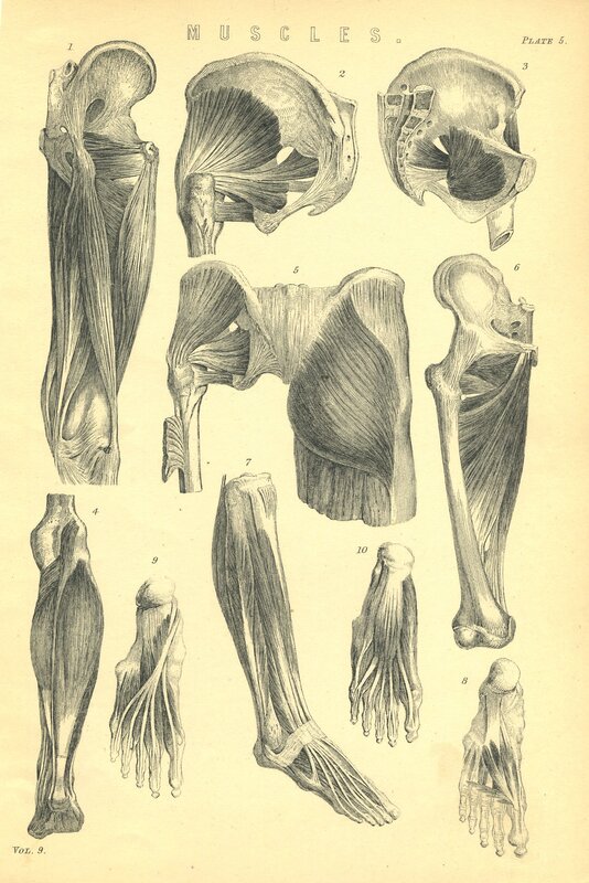 Anatomical muscle illustrations
