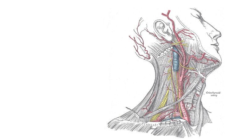 Anatomical Neck Diagram