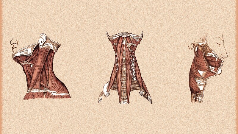 Anatomical Neck Muscles