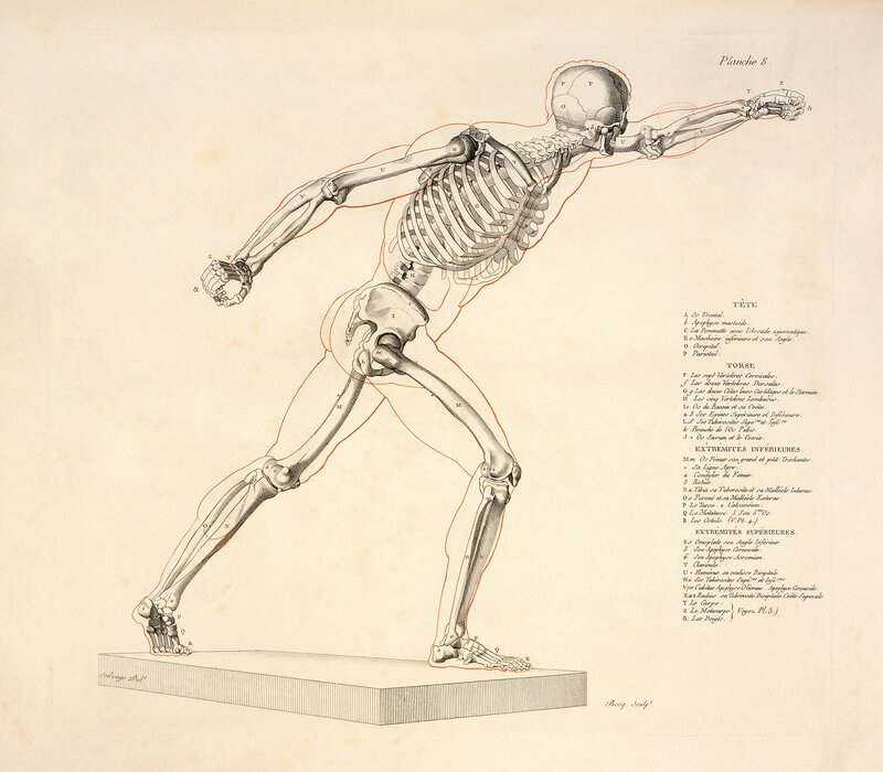 Anatomical skeleton diagram