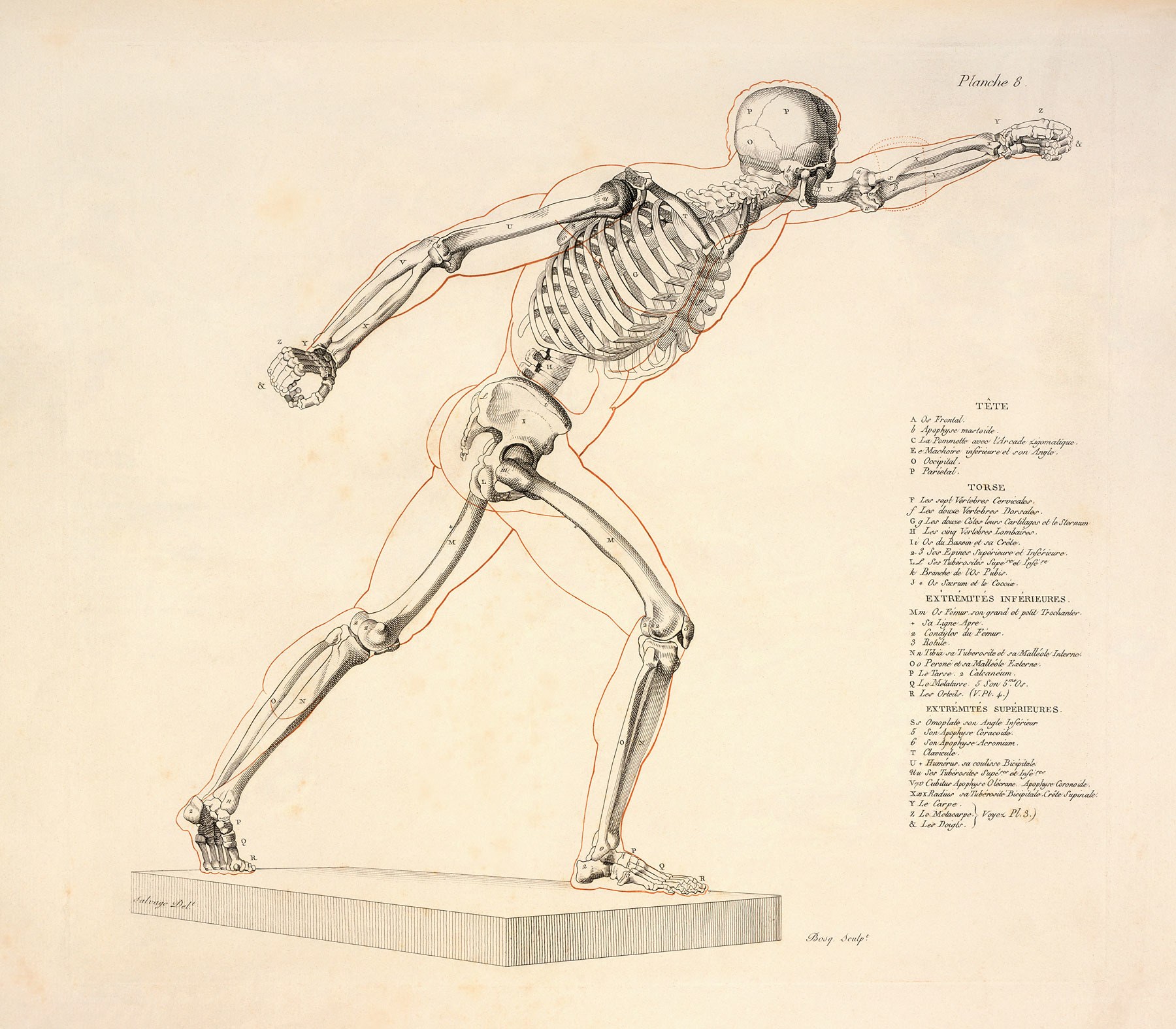 Anatomical skeleton diagram