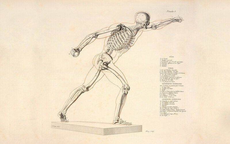 Anatomical skeleton diagram