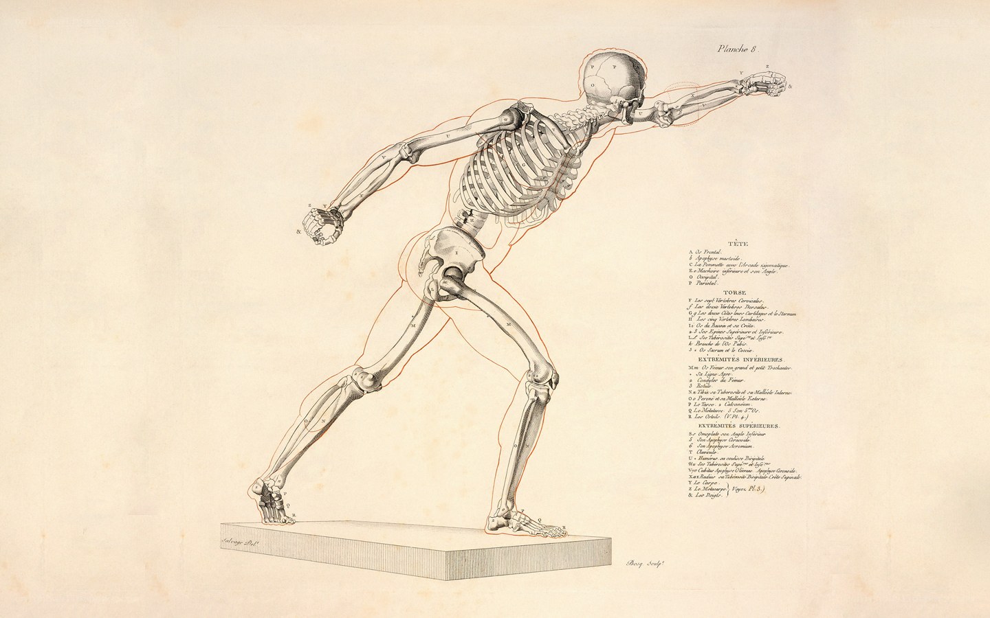 Anatomical skeleton diagram
