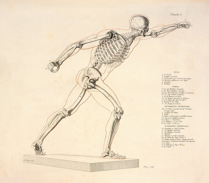 Anatomical skeleton diagram