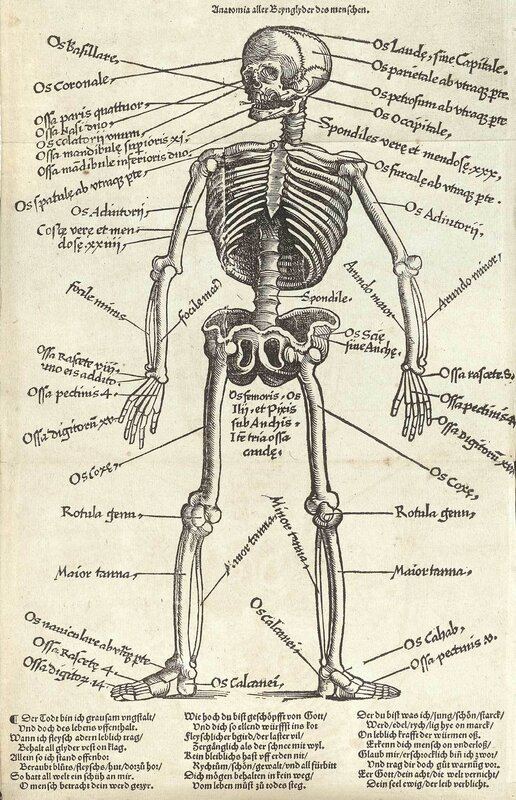 Anatomical skeleton diagram