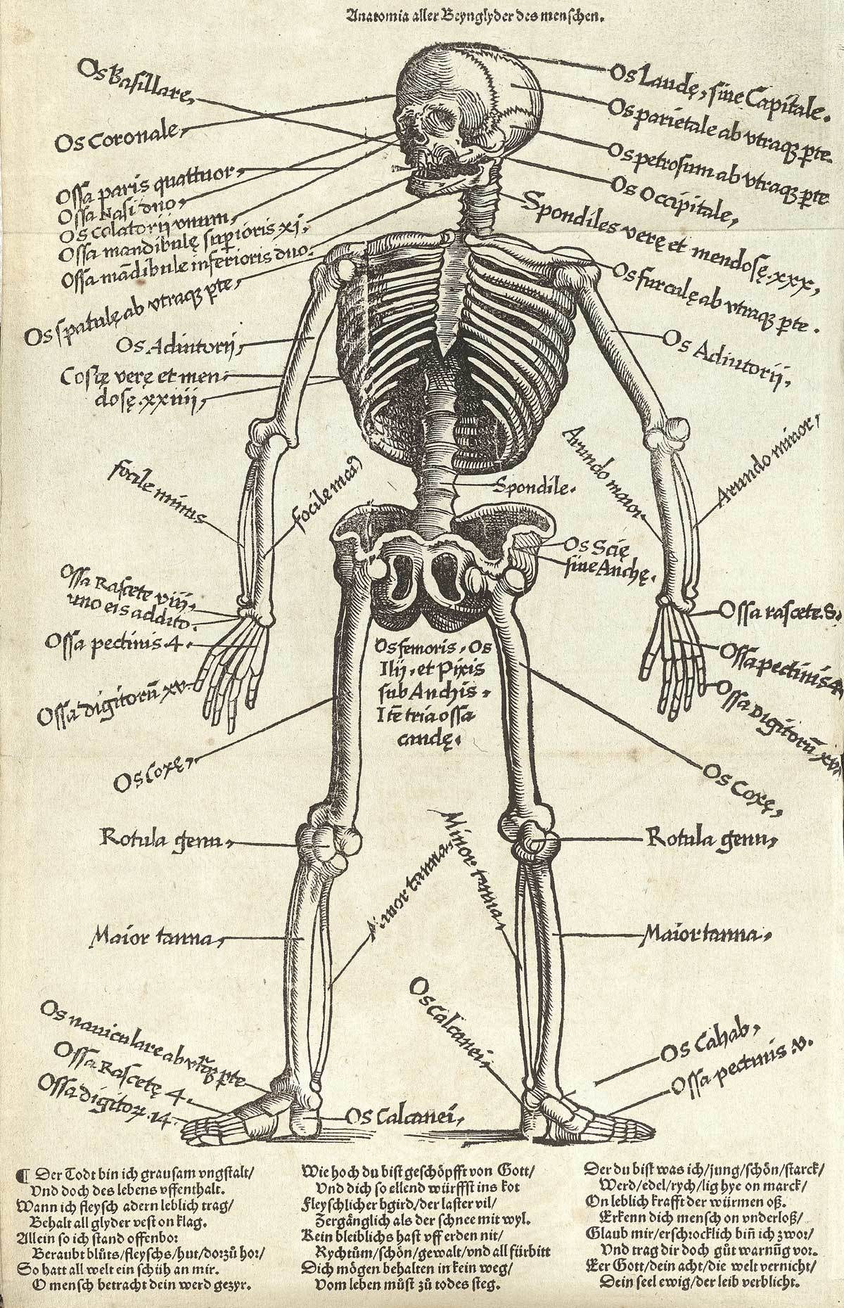 Anatomical skeleton diagram