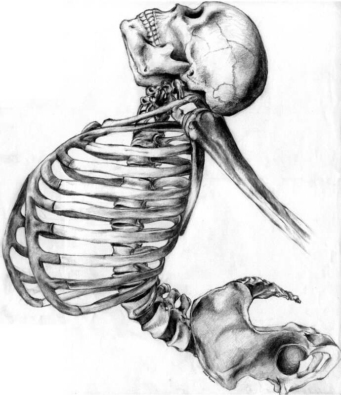 anatomical skeleton drawing