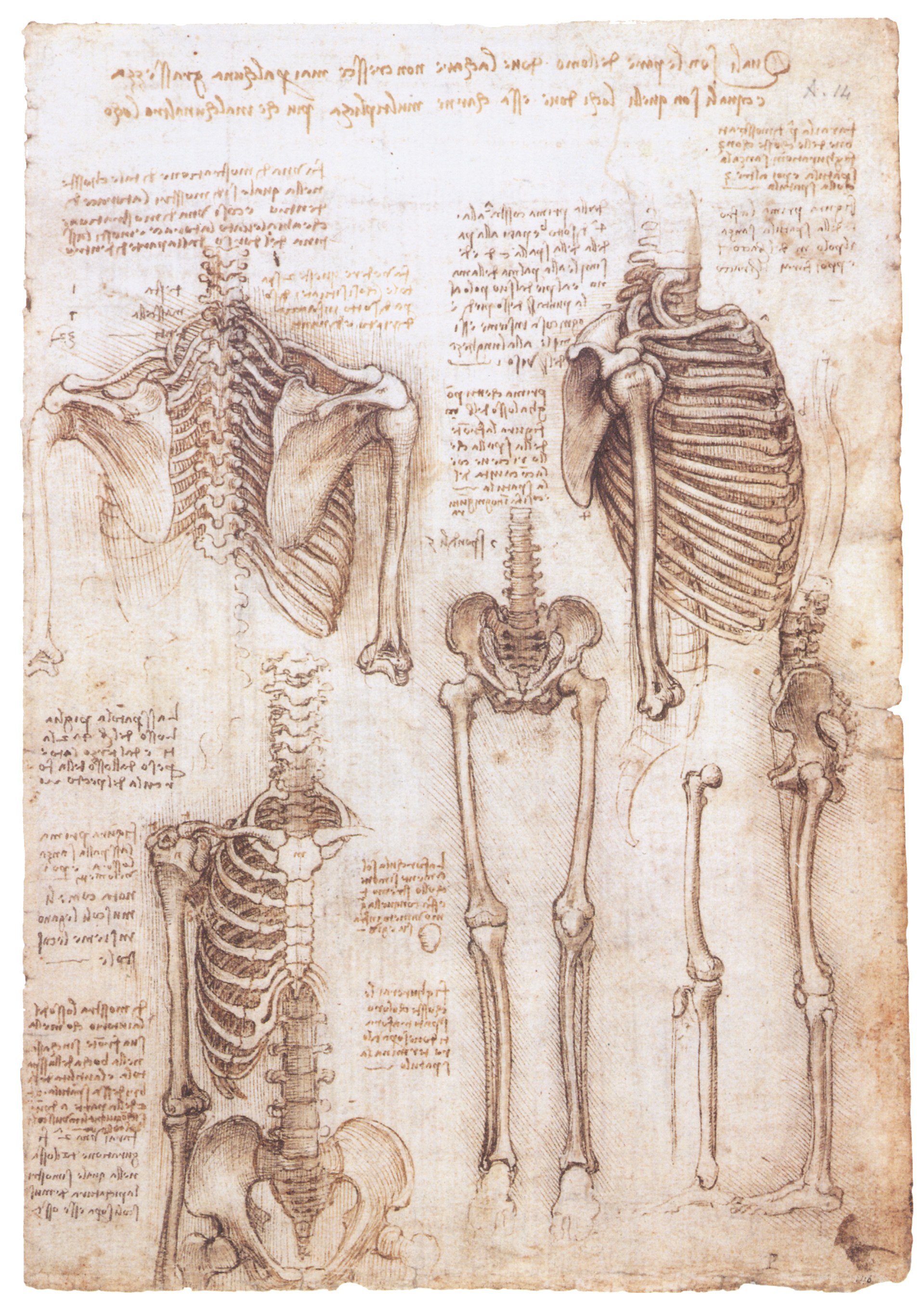 Anatomical skeleton drawings