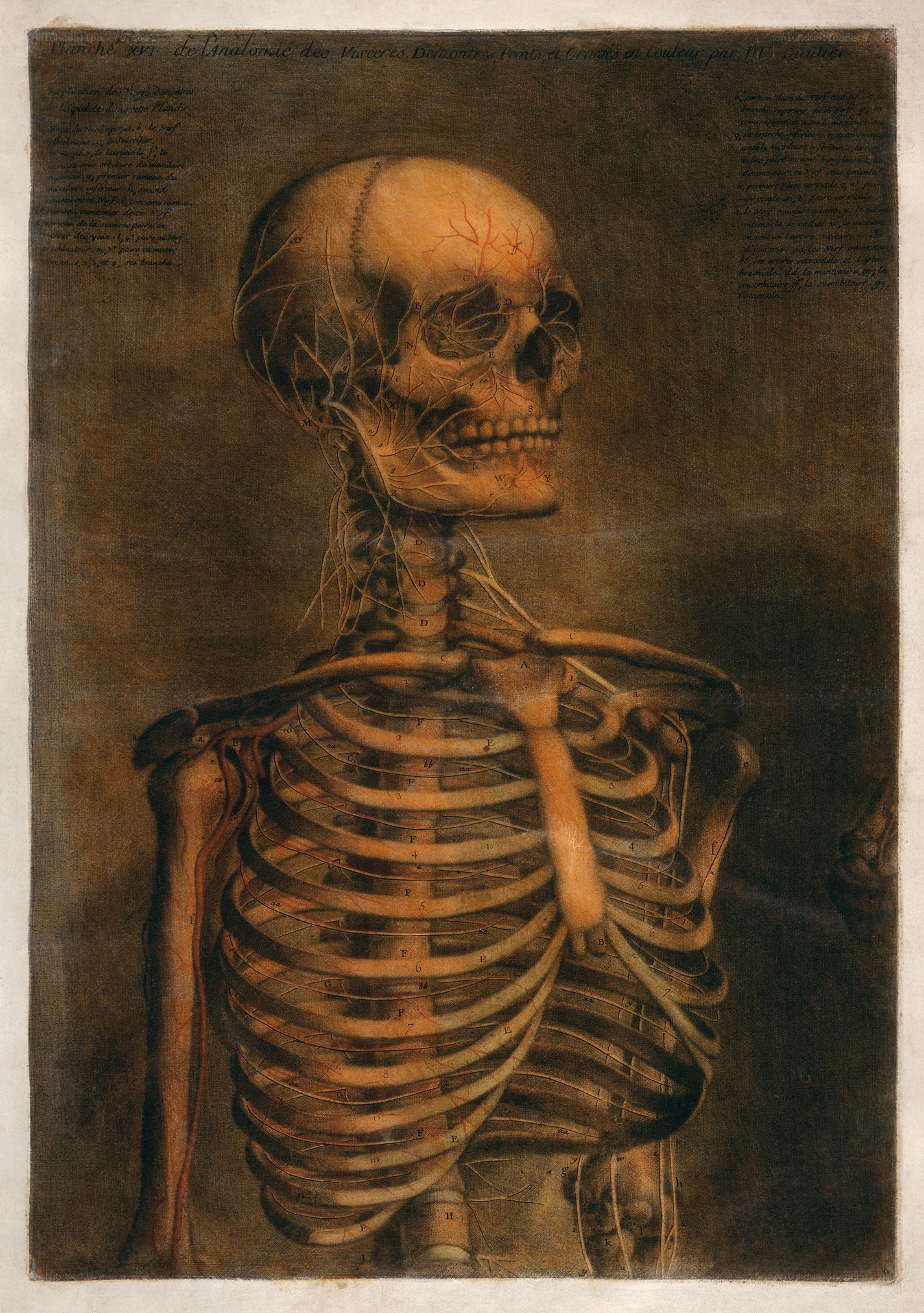 Anatomical skeleton illustration