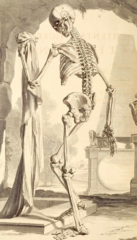 Anatomical skeleton illustration