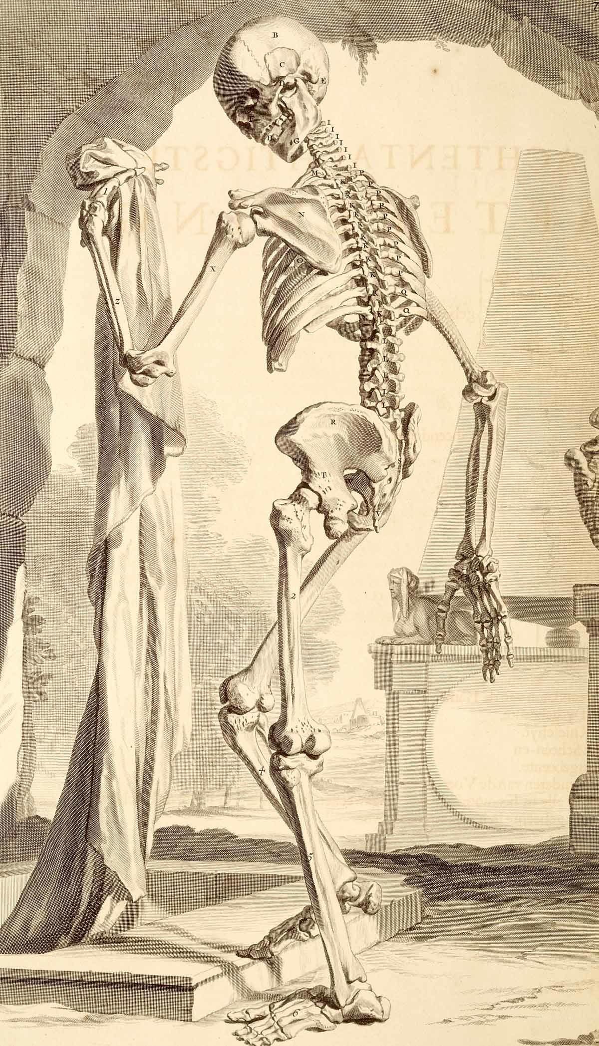 Anatomical skeleton illustration