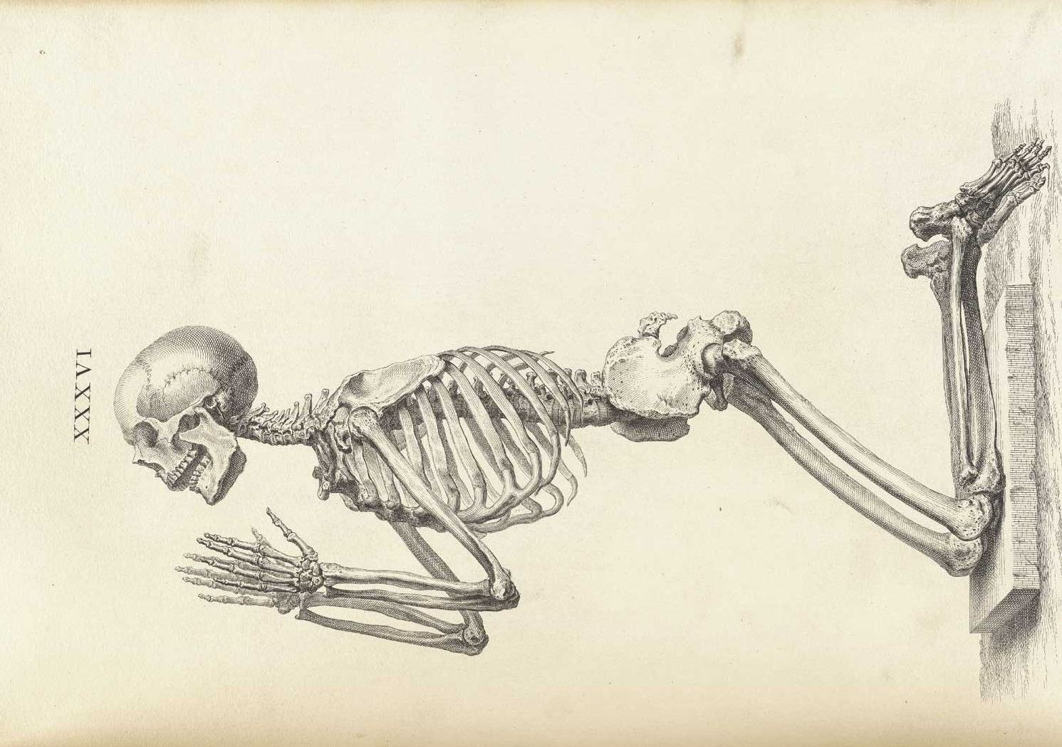 Anatomical skeleton illustration