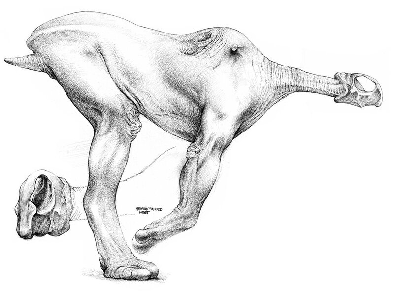 anatomical sketch of a creature