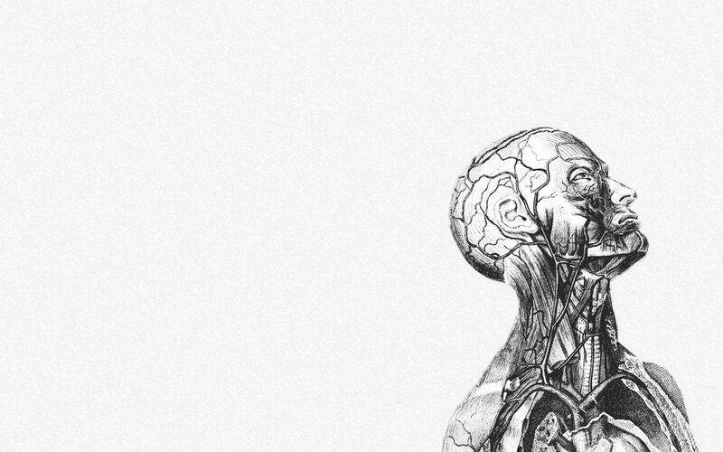 anatomical sketch of human head