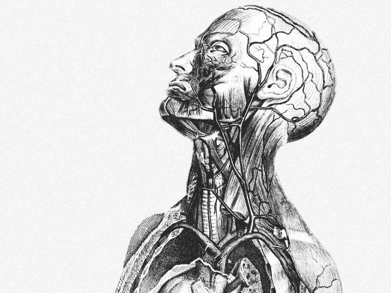 anatomical sketch of human head and neck