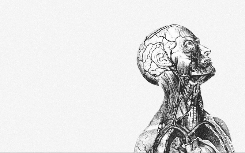 anatomical sketch of human head