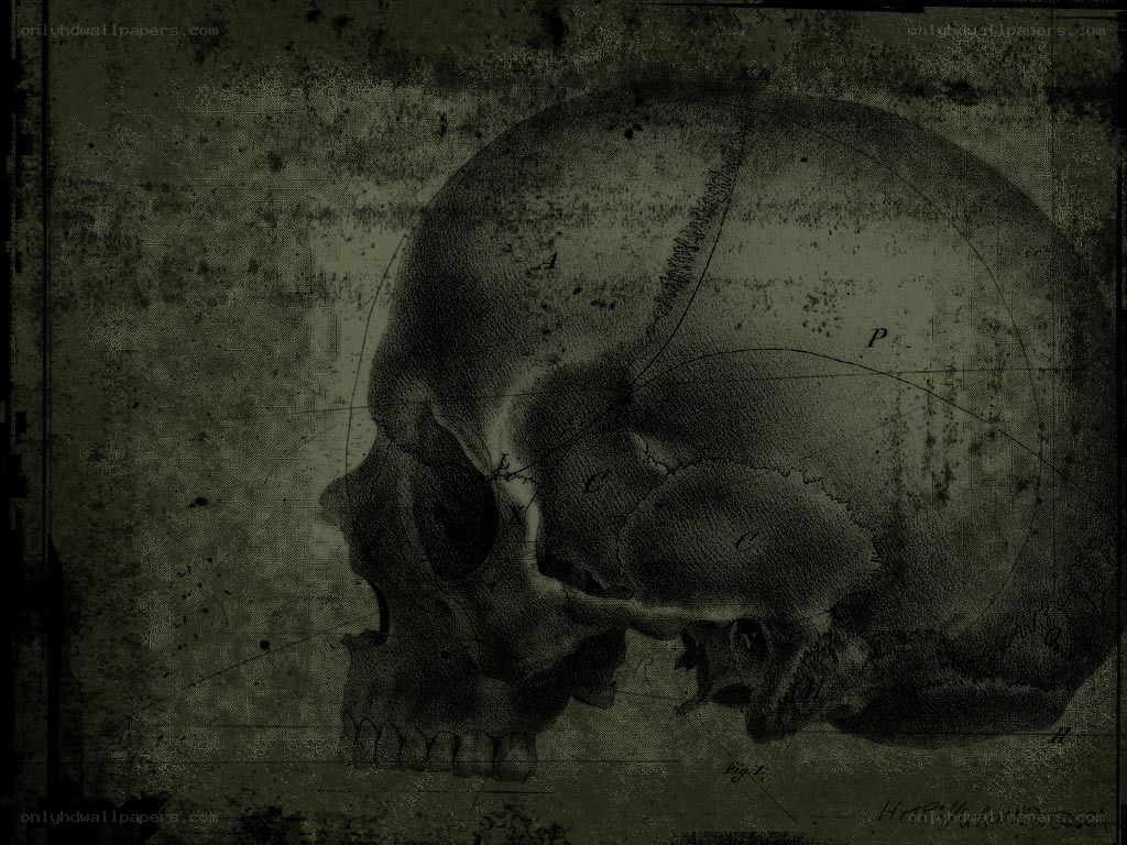 anatomical skull diagram