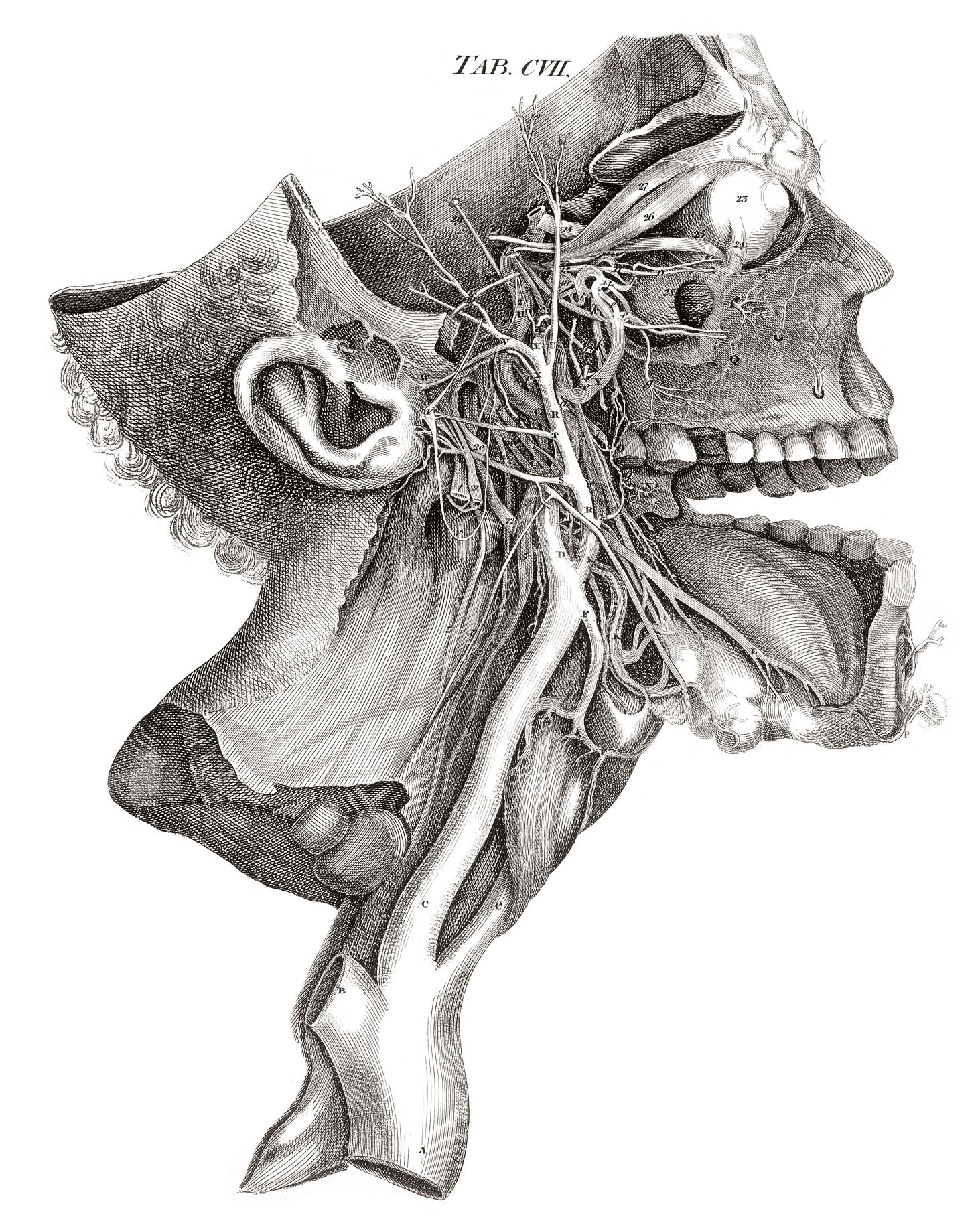 Anatomical skull diagram