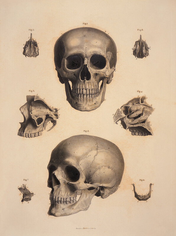 Anatomical skull diagram